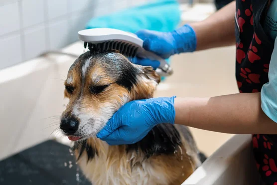 Toiletteur / Toiletteuse d'animaux