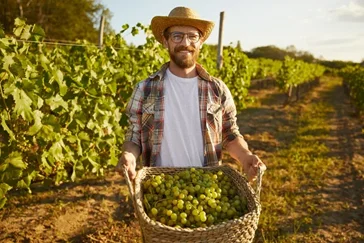 Vendangeur / Vendangeuse