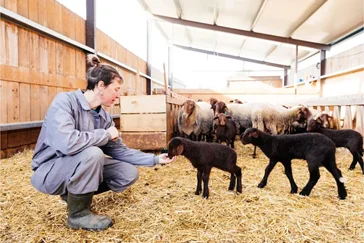 Aide d'élevage agricole