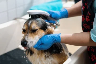 Toiletteur / Toiletteuse d'animaux