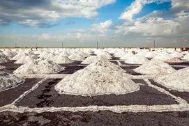 Saliculteur / Salicultrice